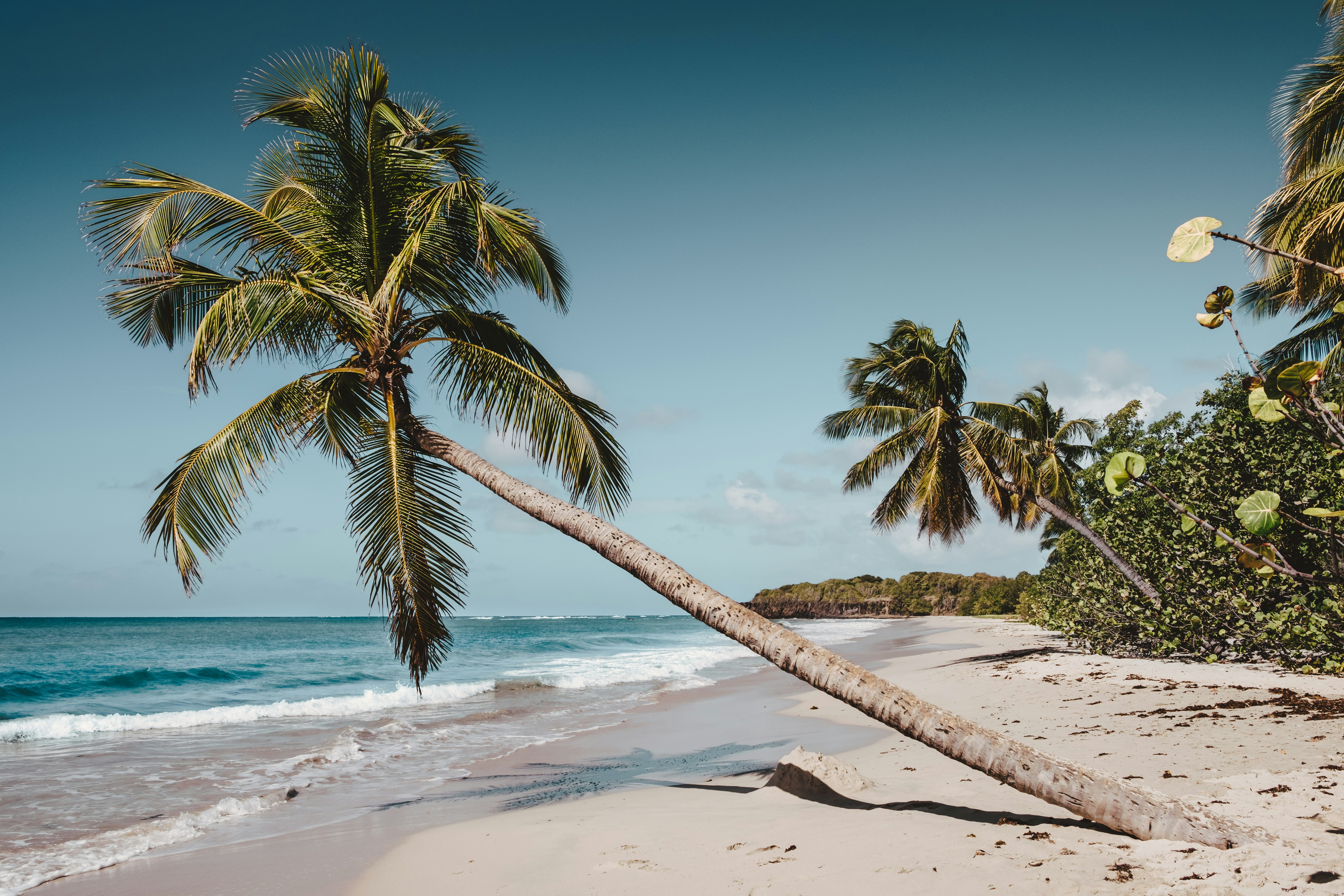 Palm tree beach